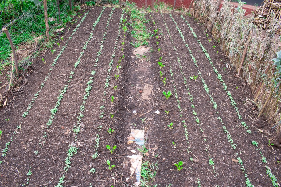 we have also encouraged our farmers to use raised bed gardening which  promotes water retention, reduces weeds, avoids soil compaction from human feet and provides more growing space. hundreds of our farmers have embraced it and can now talk of a sustainable farming system.