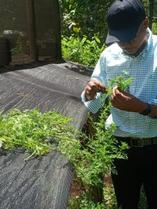 Harvesting of Artemisia
