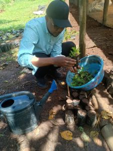 Transplanting of Artemisia seedlings